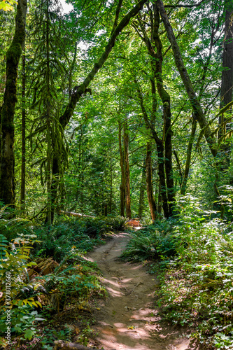 Hiking trail in a wild forest climbs up the hillside