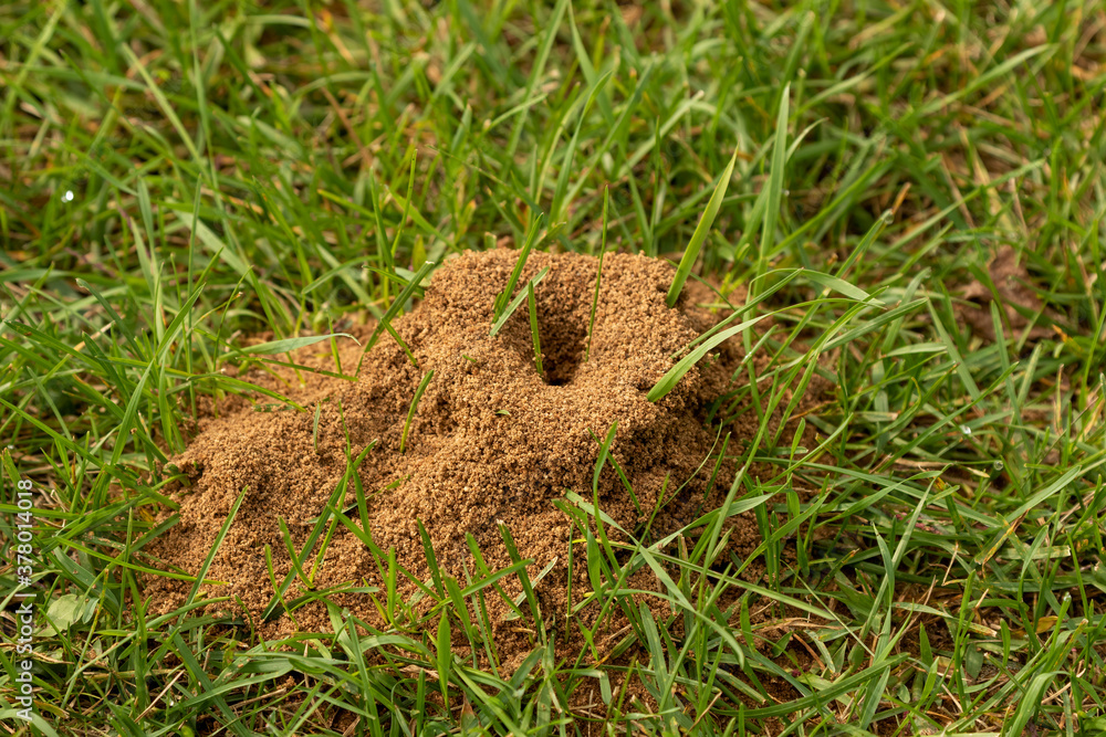 Anthill on a meadow. Natural scene from Wisconsin. Anthill on a meadow. Natural scene from Wisconsin.