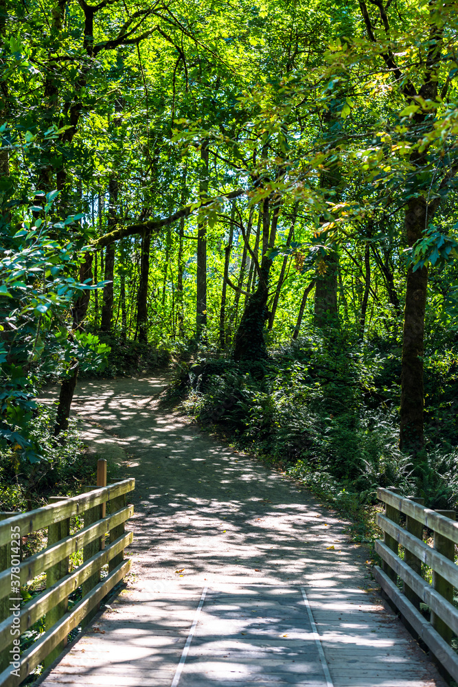 Tourist footpath across the bridge in a wild overgrown forest Tourist footpath across the bridge in a wild overgrown forest