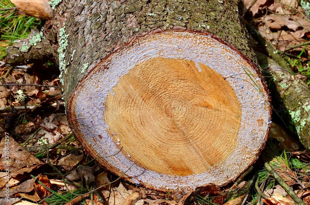 Pine tree trunk on the ground, freshly cut. Cross-section texture of the trunk with annual rings and resin. White dry resin layer formed on the outer area of the trunk circle. Pine tree trunk on the ground, freshly cut. Cross-section texture of the trunk with annual rings and resin. White dry resin layer formed on the outer area of the trunk circle.