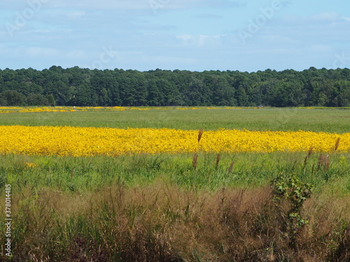 colorful summer field in Maryland
