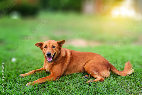 golden retriever dog