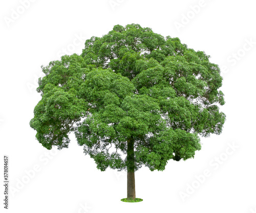 isolated   tree on White Background.Large trees database Botanical garden organization elements of Asian nature in Thailand, tropical trees isolated used for design, advertising and architecture.