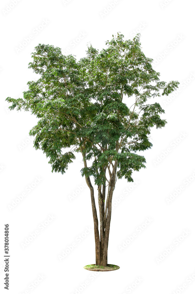 isolated   tree on White Background.Large trees database Botanical garden organization elements of Asian nature in Thailand, tropical trees isolated used for design, advertising and architecture.