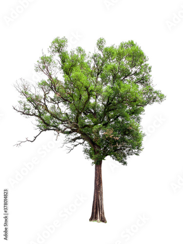 isolated  tree on White Background.Large trees database Botanical garden organization elements of Asian nature in Thailand, tropical trees isolated used for design, advertising and architecture