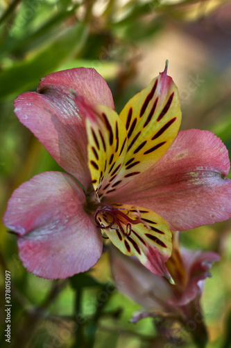 Beautiful flower with yellow petals with black spots, and purple pistil next to pink petals