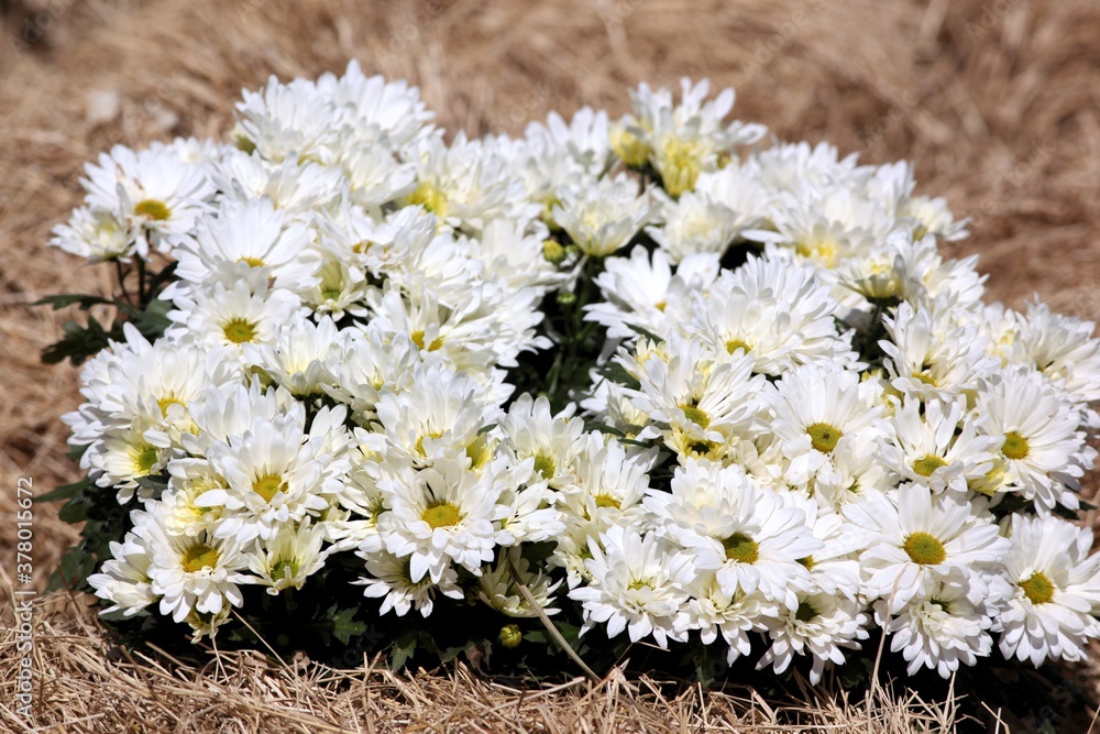 Obraz premium Flores sobre capim