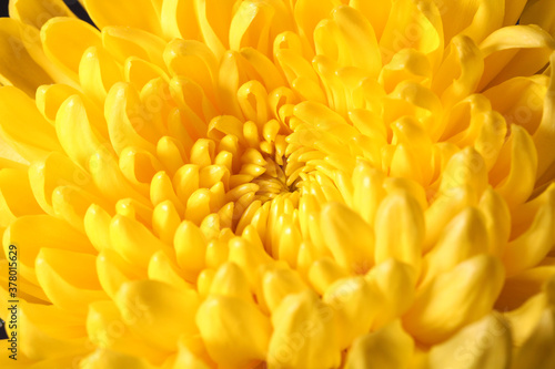 黄菊 クローズアップ © rifotolia