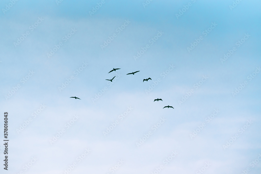 Flock of flying pelicans and beautiful blue sky background