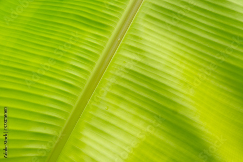 Close up texture of green banana leaf.