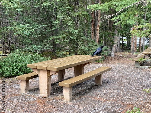 Picnic table in a forest park © Robin Monks