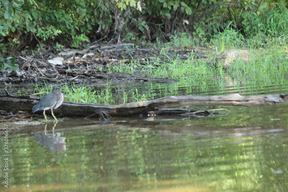 Fototapeta premium local parks and recreation were landscape and water/wildlife coexist to produce healthy ecosystem.