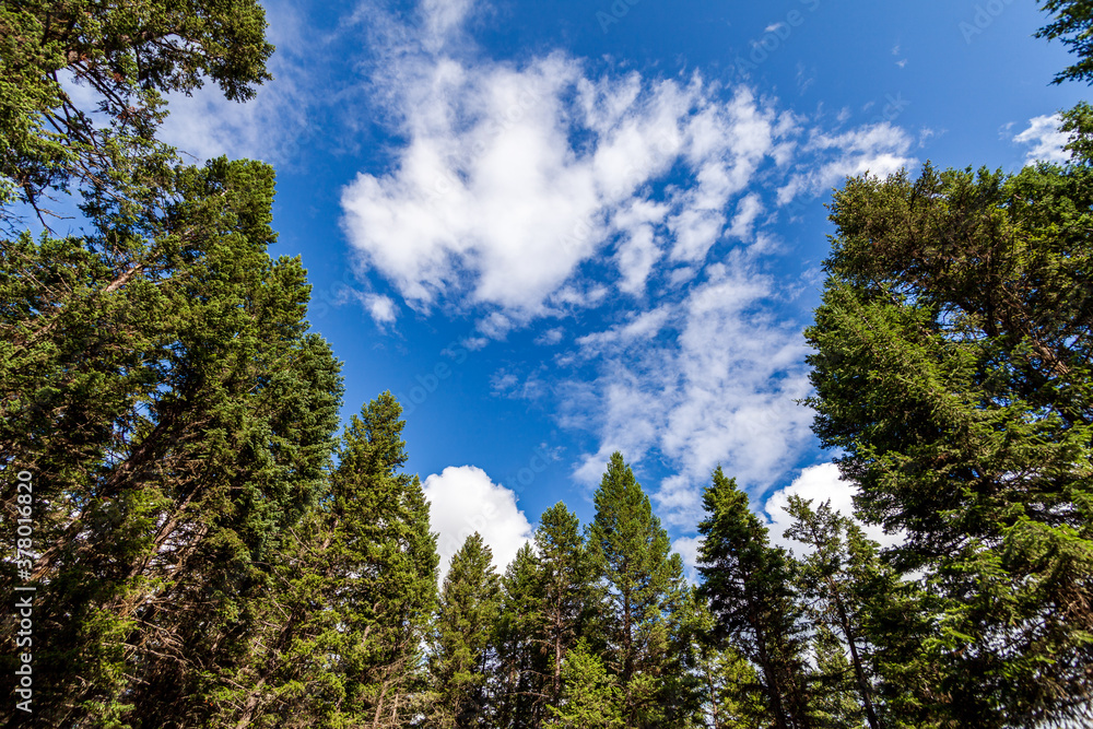 Beautiful forest green trees under blue sky with white clouds. Beautiful forest green trees under blue sky with white clouds.