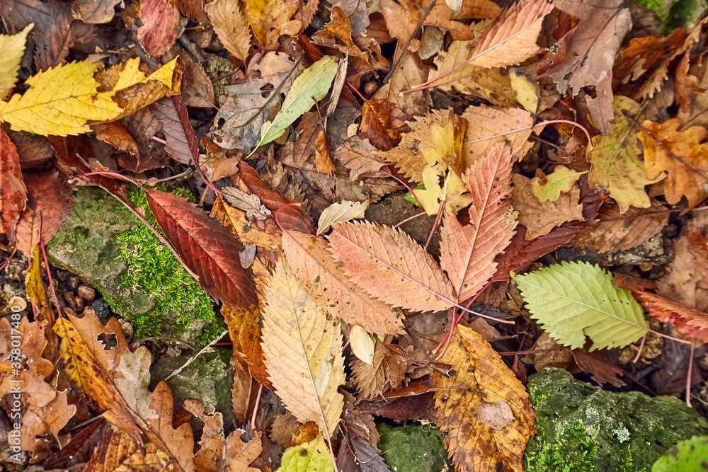 Fallen autumn leaves on the ground Fallen autumn leaves on the ground