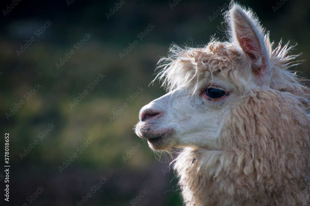 Retrato de una bella alpaca en los andes de Perú.