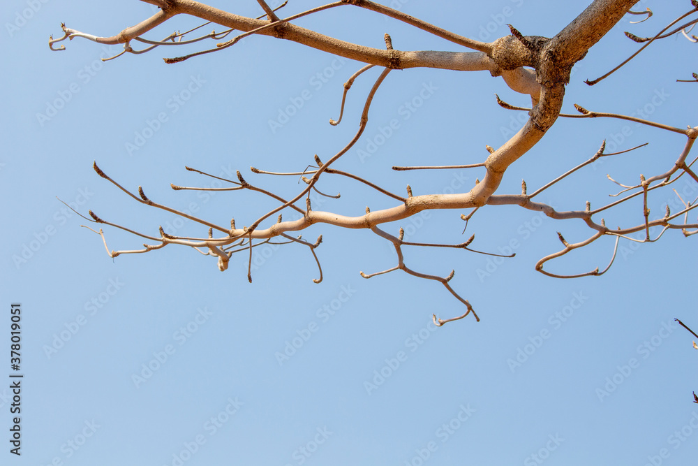 branches against sky