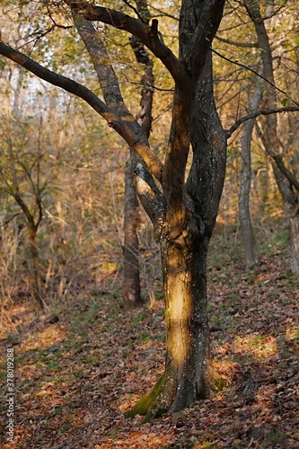 Tree trunk in a forest with fallen autumn leaves