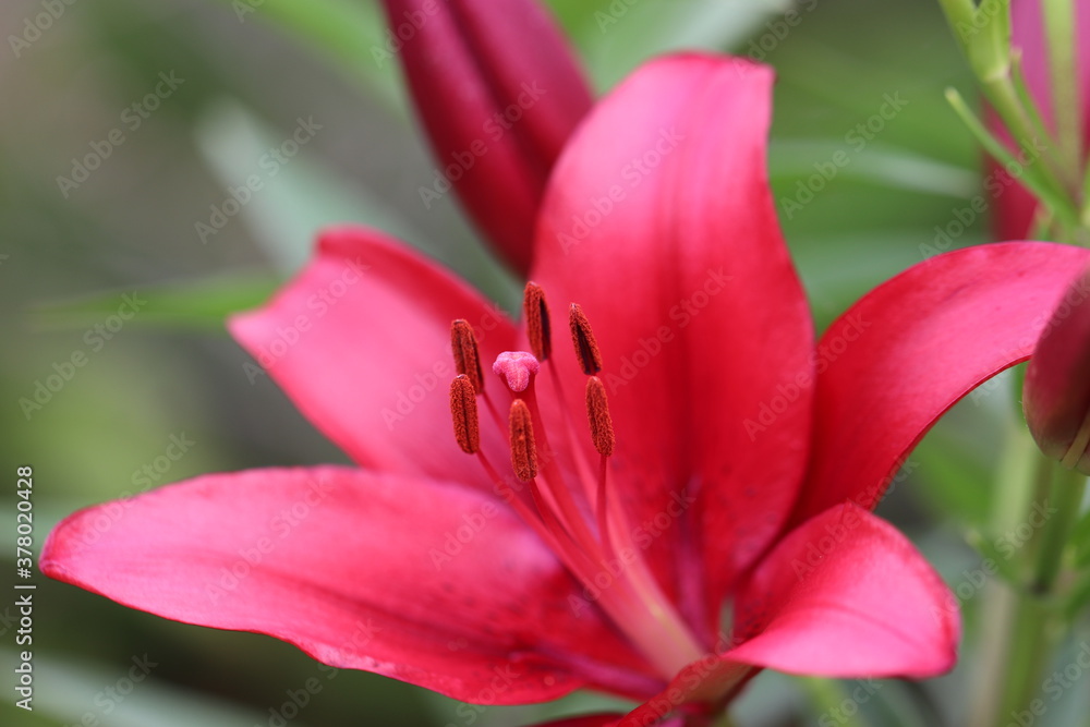 野に咲く濃いピンクのスカシユリ
A dark pink Thunberg Lily flower that blooms in the field. 野に咲く濃いピンクのスカシユリ
A dark pink Thunberg Lily flower that blooms in the field.