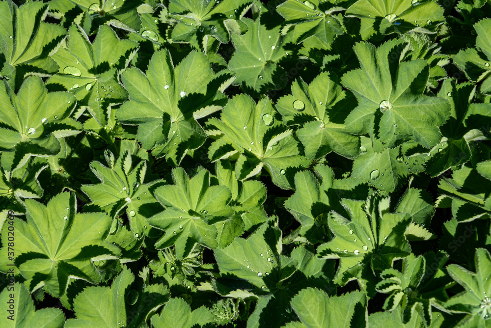 Lush Garden Lady's-Mantle foliage with rain drops on a sunny day as a nature background
