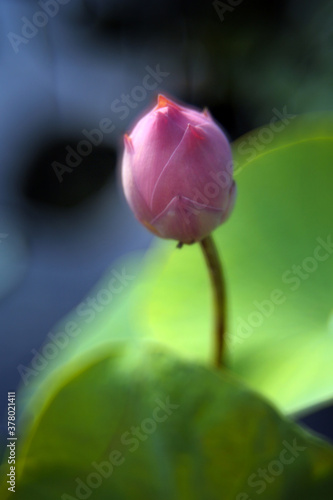 In the early morning hours, a pink lotus bud in the pond is more beautiful and beautiful under the sunlight.