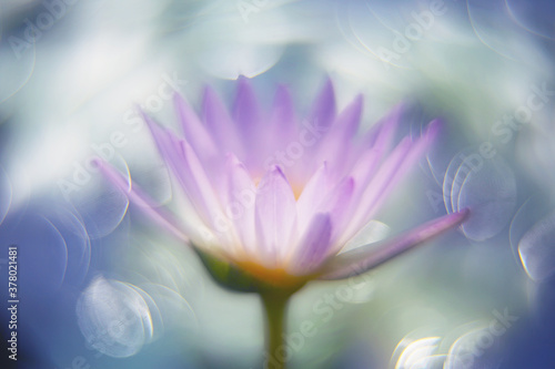 There is a pink lotus blooming in the summer pond, The bokeh of flashing light spots in the background, the whole looks like a beautiful watercolor painting