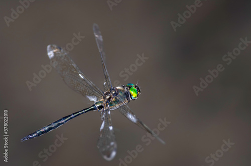 タカネトンボ　飛翔