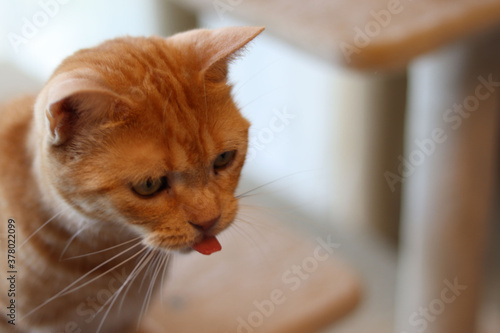 小さな舌が見えるキュートな猫のアメリカンショートヘア American shorthair cat with a small tongue visible.
