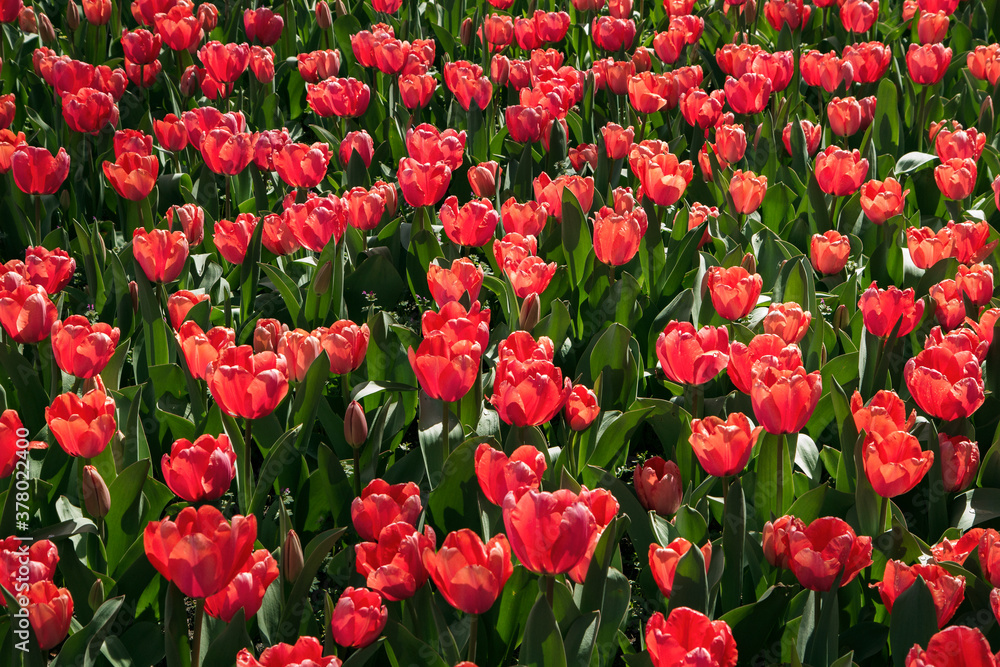 Magical Tulips flower bed. Red and pink tulip plantation flowering in spring in the field. 	
