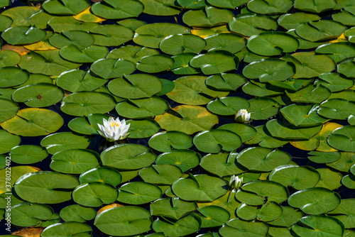 White lotus flowers blooming in a lake with lily pads, as a nature background Fototapet