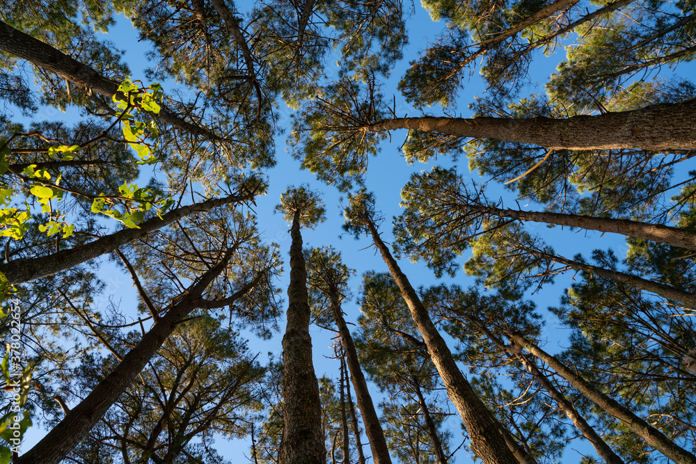 Fototapeta premium Towering high overhead plantation pine trees converge skyward.