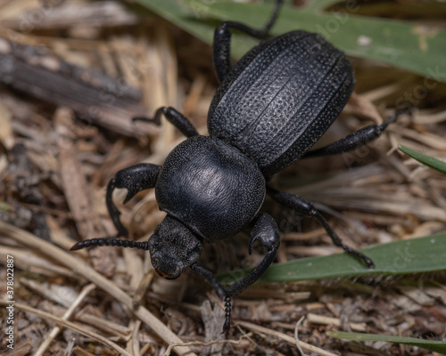 Closeup shot of a big black carabus coriaceus photo