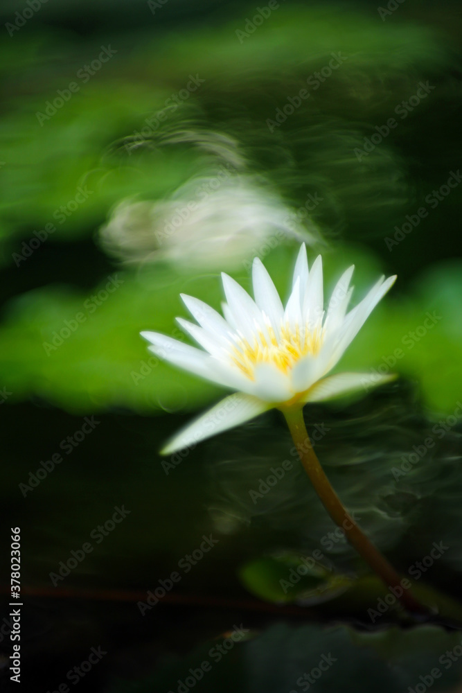 There is a white lotus blooming in the summer pond, the whole looks like a beautiful watercolor painting. There is a white lotus blooming in the summer pond, the whole looks like a beautiful watercolor painting.