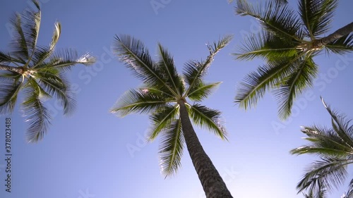 Wallpaper Mural Palm Trees Maui Hawaii, Vacation Hawaii Torontodigital.ca