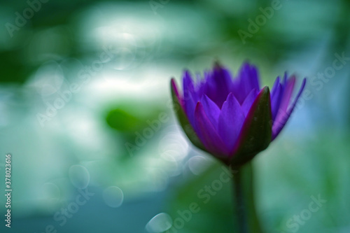 A purple lotus blooming alone in the pond, showing its beauty in the morning sun
