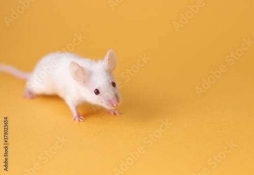 ネズミと山吹色の背景 © 昌裕 高橋