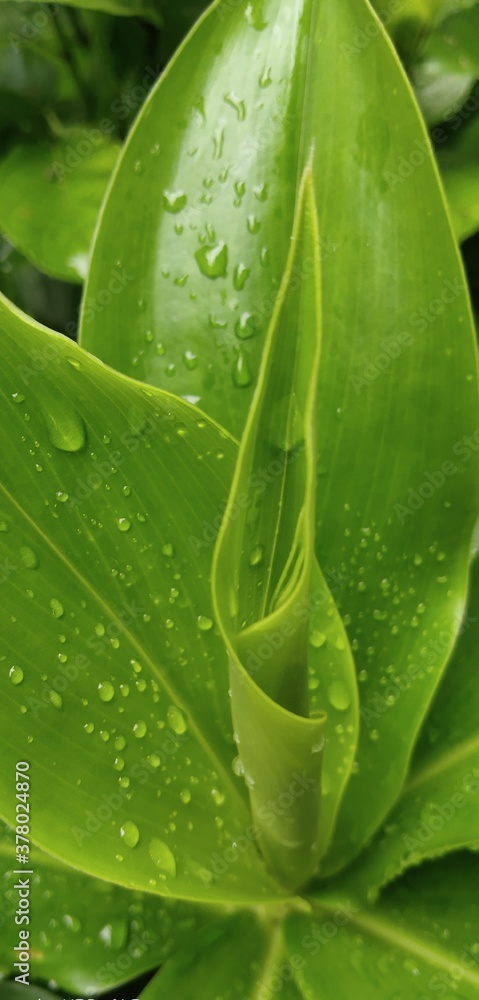 close up of a green leaf close up of a green leaf