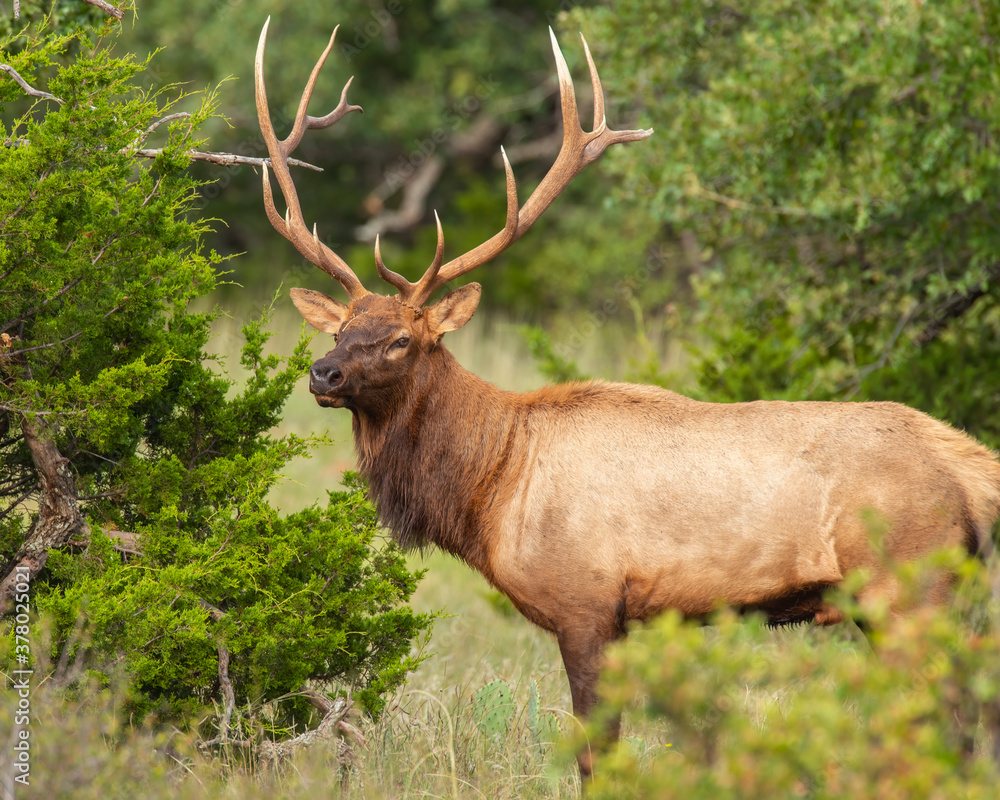 Bull Elk in the Wichita Mountains