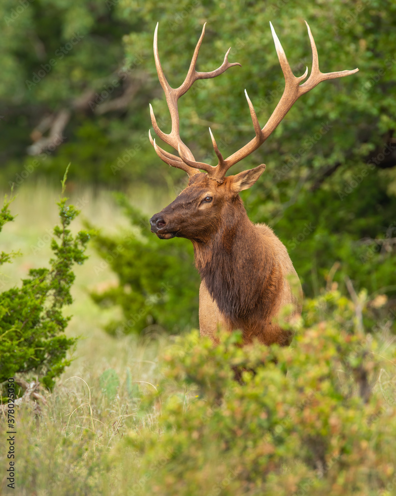 Bull Elk in the Wichita Mountains Bull Elk in the Wichita Mountains