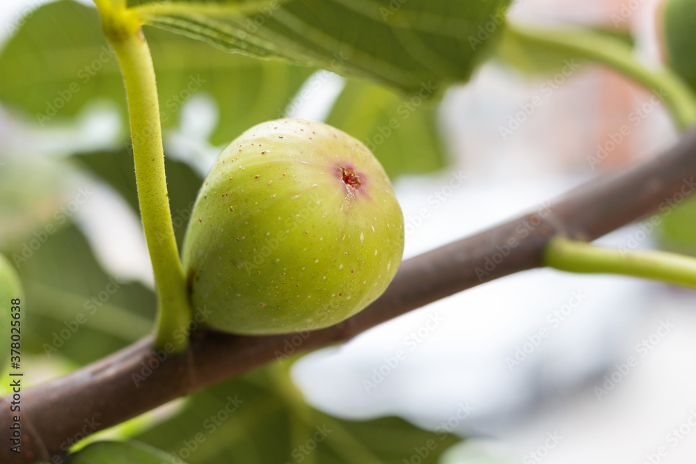 The fig fruit grows on a branch, natural background. The fig fruit grows on a branch, natural background.