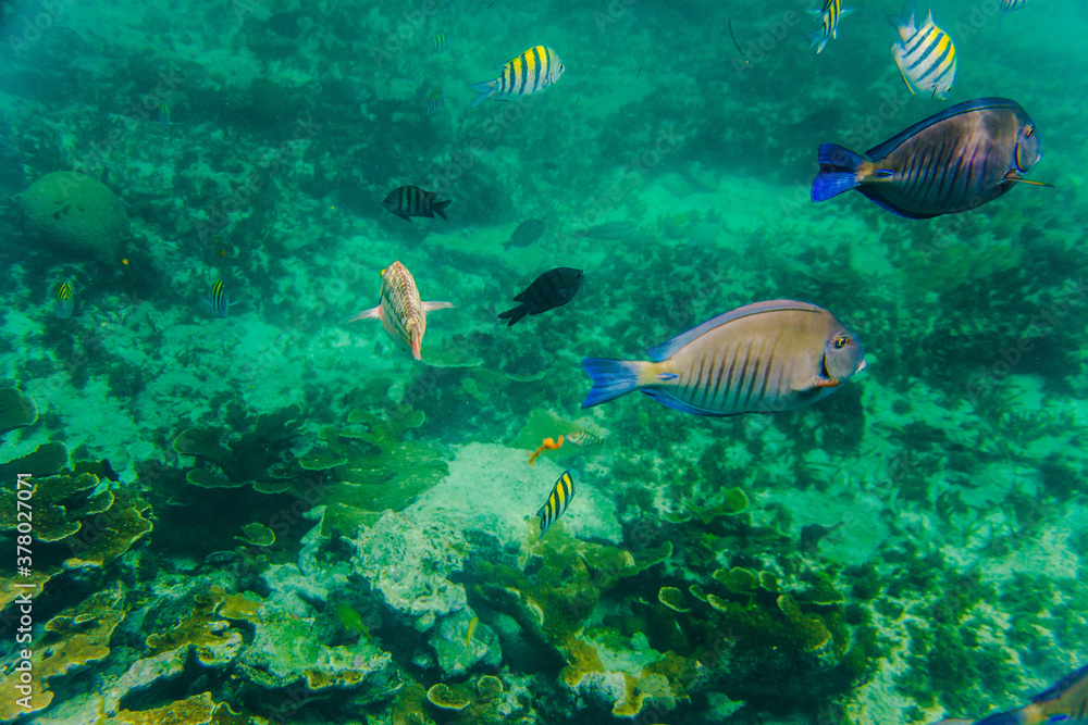 Fototapeta premium peces