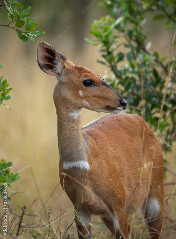 Female Bushbuck seen at Masai Mara, Kenya, Africa Female Bushbuck seen at Masai Mara, Kenya, Africa