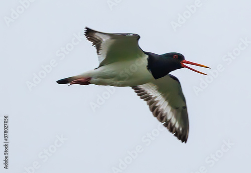 Oystercatcher flying under clear sky photo