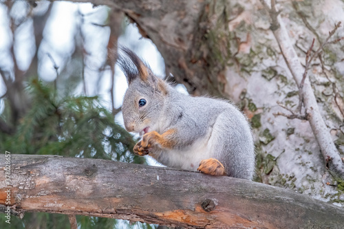 The squirrel sits on a fir branches in the winter or autumn. © Dmitrii Potashkin