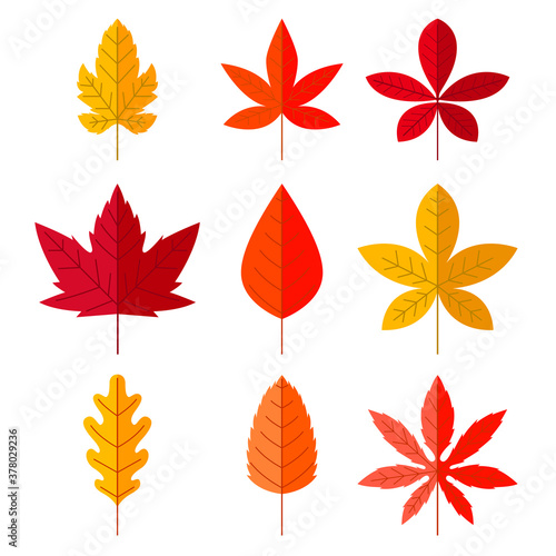 Set of autumn leaves in flat style. Design element for poster, card, banner, flyer. Vector illustration