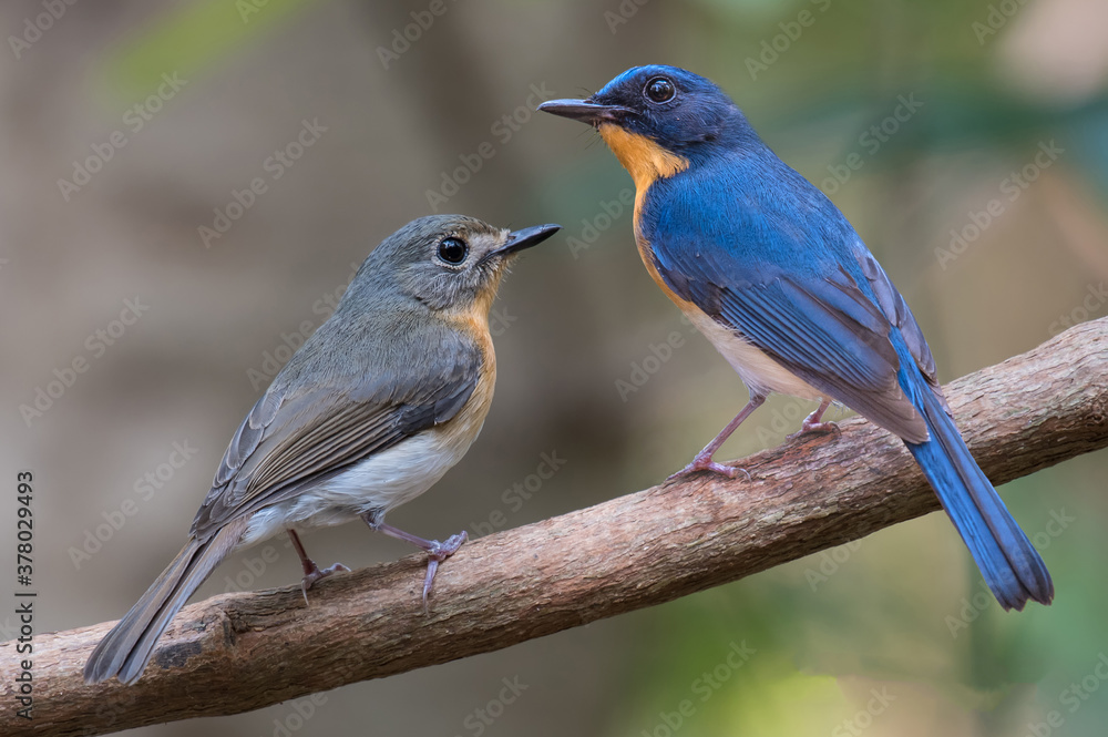 Indochinese Blue Flycatcher male and female on branch in nature. Indochinese Blue Flycatcher male and female on branch in nature.