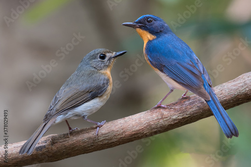 Indochinese Blue Flycatcher male and female on branch in nature. © sunti