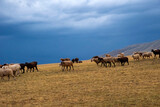 Bunch of sheeps grazing on mountain plateu with rain cloud background. Mountain valley landscape. Spring farm field landscape. Borokhudzip plateau, Kazakhstan.