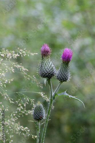 Selective focus shot of unbloomed thistles in the field photo