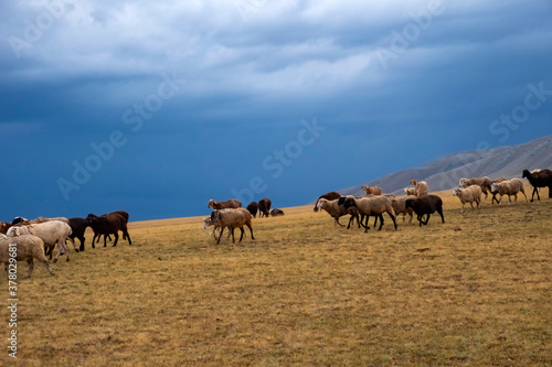 Bunch of sheeps grazing on mountain plateu with rain cloud background. Mountain valley landscape. Spring farm field landscape. Borokhudzip plateau  Kazakhstan.