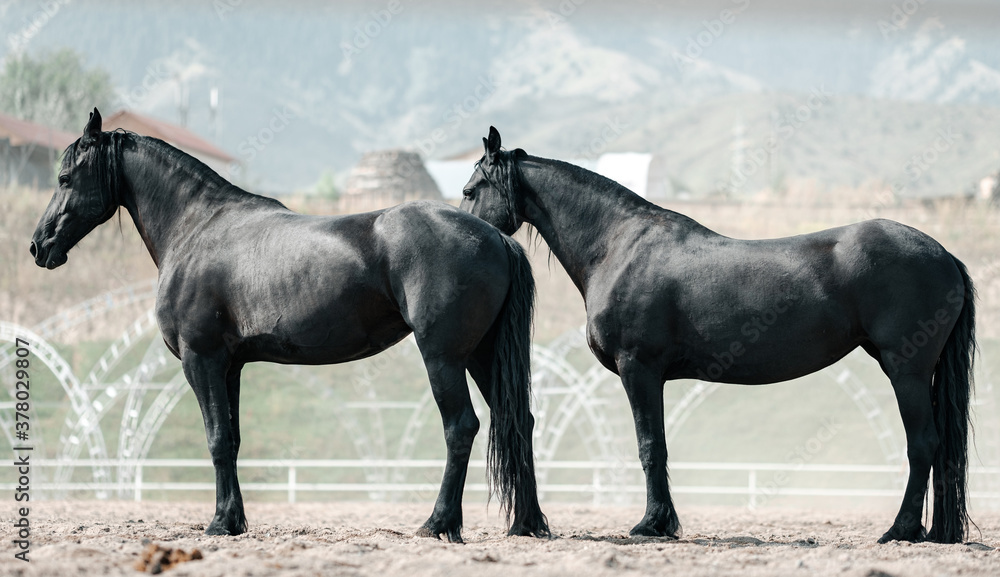 Beautiful Graceful Free Horses in Motion
Beautiful Graceful Free Horses in Motion